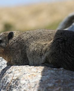 South African Dassie Rat 003