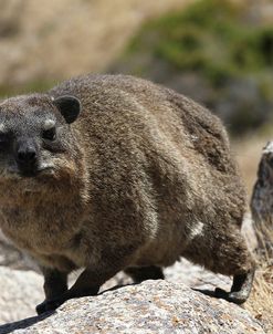 South African Dassie Rat 014