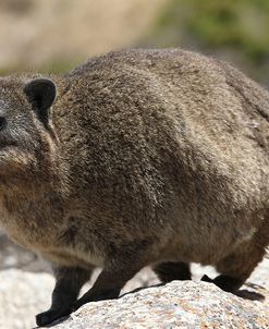 South African Dassie Rat 015