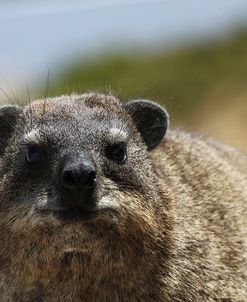 South African Dassie Rat 016