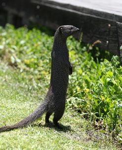 South African Mongoose