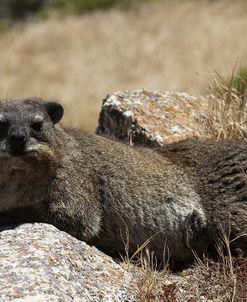 South African Dassie Rat 011