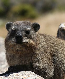 South African Dassie Rat 012