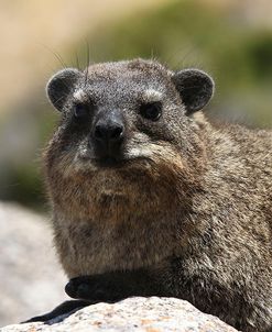 South African Dassie Rat 013