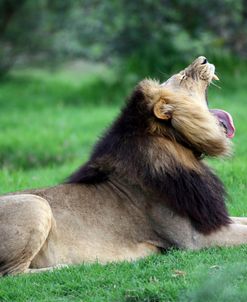 African Lions 001