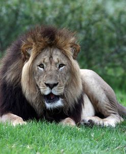 African Lions 002