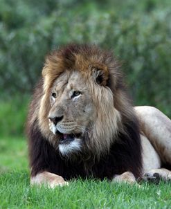 African Lions 003