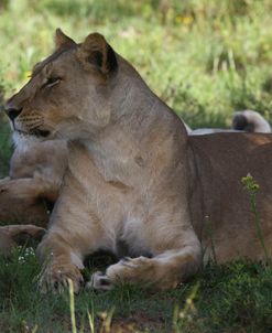 African Lions 004
