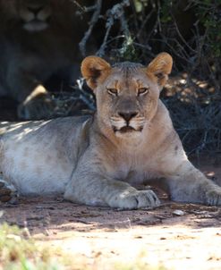 African Lions 005