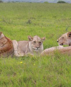 African Lions 011