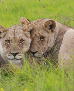 African Lions 014