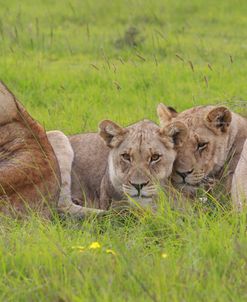 African Lions 015