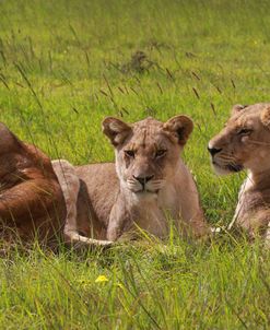 African Lions 016