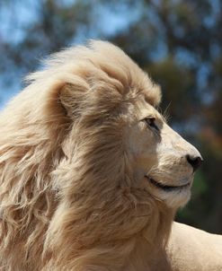 African Lions 007