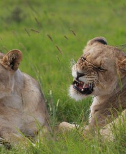 African Lions 021