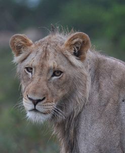 African Lions 022