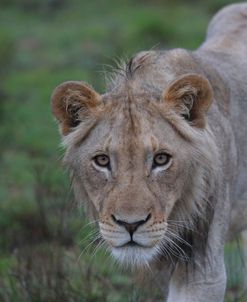 African Lions 023