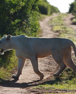 African Lions 024