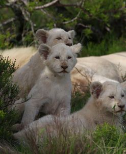 African Lions 025