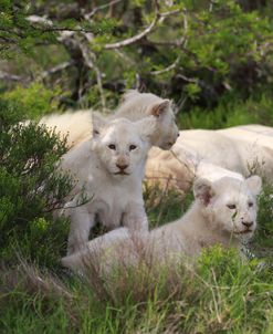 African Lions 026