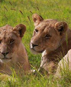 African Lions 017