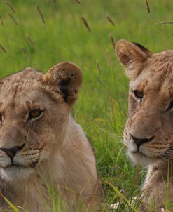 African Lions 018