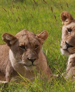 African Lions 019