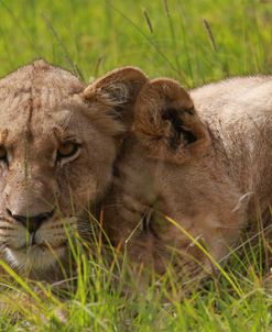 African Lions 020