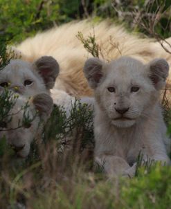 African Lions 031