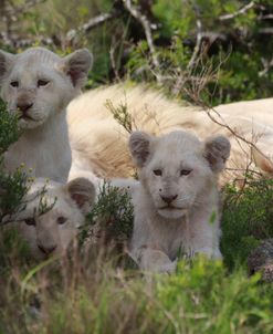 African Lions 032