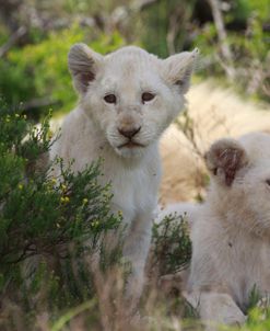 African Lions 033