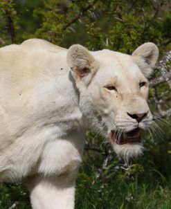 African Lions 034