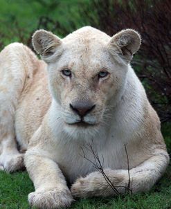 African Lions 035