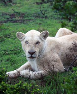 African Lions 036