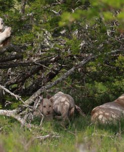 African Lions 027