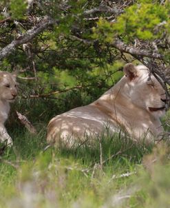 African Lions 029