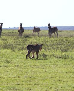 African Lions 041