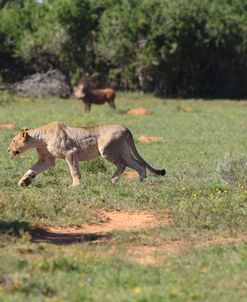 African Lions 042