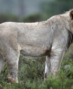 African Lions 043