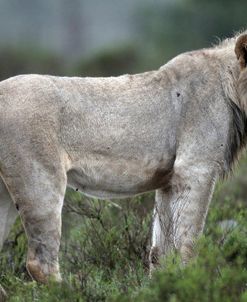 African Lions 043