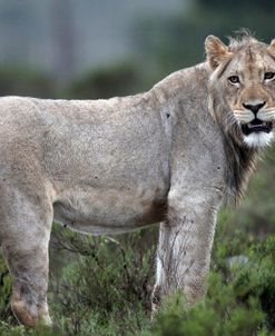 African Lions 044