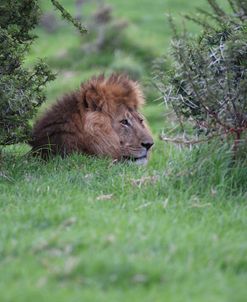 African Lions 037