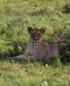 African Lions 038