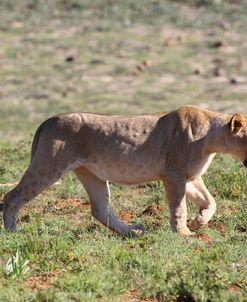 African Lions 039