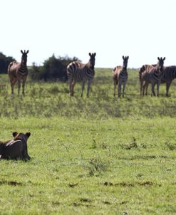 African Lions 040