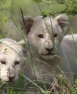 African Lions 051