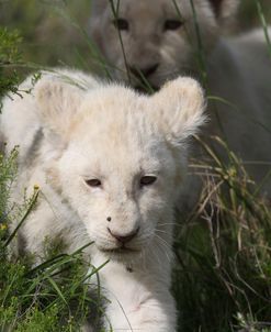African Lions 052