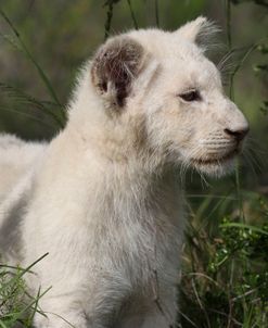 African Lions 053