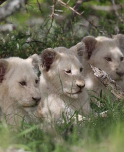 African Lions 050