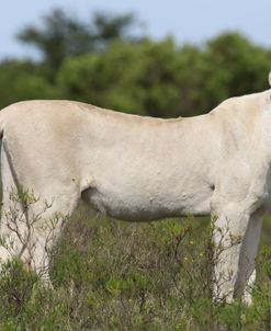 African Lions 062